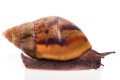 Achatina achatina achatina Ghana typ 2 F1 semiadult